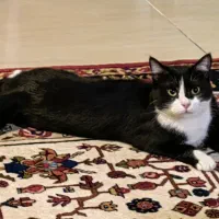 واگذاری گربه دختر عقیم شده تاکسیدو