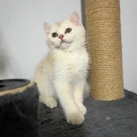 گربه بریتیش سیلورگلد خالص