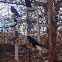 کبوتر دم سفید|پرنده|کرمان, |دیوار