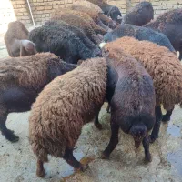 میش و بره قزل افشار