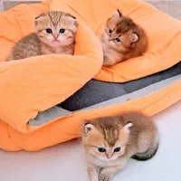 بریتیش گلد نر ۷ ماهه و ۲ ماهه