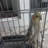 عروس هلندی|پرنده|رباطکریم, الارد|دیوار