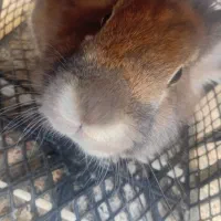 خرگوش جوجه اردک