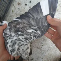 کبوتر کفتر|پرنده|پاکدشت, پاکدشت (مامازند)|دیوار