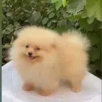 پامر خرسی هپی فیس وارداتی