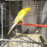 قناری رسمی بلند نر سرخ سبز چغندری|پرنده|جرقویه, |دیوار