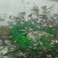 فروش ماهی گوپی به قیمت عمده|ماهی|شیراز, شریفآباد|دیوار