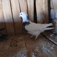 کبوتر طوقی و پرشی|پرنده|جعفرآباد, |دیوار