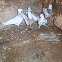 ۵ عدد پرند طوقی