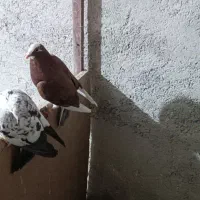 کفتر یا کبوتر