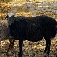 قوچ افشار دم شلال