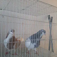 ساده یقه بسته پرخال|پرنده|نیشابور, بلوار گلها|دیوار