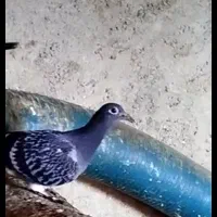 کبوترآلمانی|پرنده|مشهد, فردوسی|دیوار