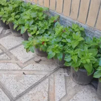 گل ناز|گل و گیاه طبیعی|نیشابور, گنبد سبز|دیوار