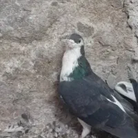 کفتر یا کبوتر رفسنجان