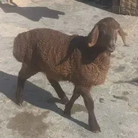 یک عدد بره ماده چینی افغانی اصل قیمت ۱۵۵۰۰