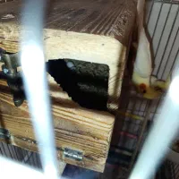 عروس لوتینو رو تخم|پرنده|تهران, گلستان (شهرک راه آهن)|دیوار