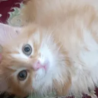 گربه گارفیلدی ملوس