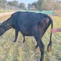 گاو دورگ محلی حامله|حیوانات مزرعه|سنگر, |دیوار