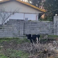 ورزاکوله صحرایی ۲عدد