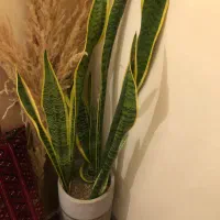 سانسوریا با گلدان سانساریا