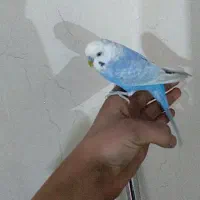 مرغ عشق اینگلیسی