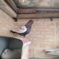 کبوتر چشم پرتقالی اصیل|پرنده|دهاقان, |دیوار