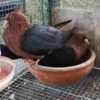 یک جوفت ارشینگل|پرنده|ارومیه, |دیوار