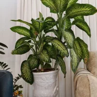 گل دیفن باخیا