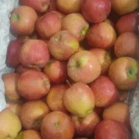 سردخانه|خوردنی و آشامیدنی|نیشابور, سرآب کوشک|دیوار