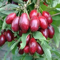 5 عدد نهال میوه فقط 350 هزارتومن مخصوص همشهریان قم