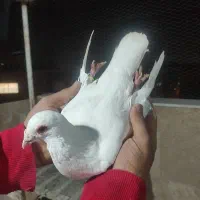 کفتره پلاکی