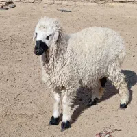 بره نر|حیوانات مزرعه|هامون, |دیوار