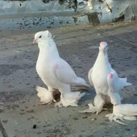 جفت کبوتر لوتی