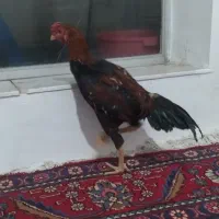 خروس لاری افغان