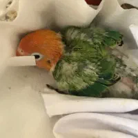 طوطی سرلاکی