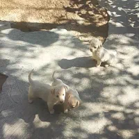 توله پاکوتاه|سگ|مشهد, توس (بلوار توس)|دیوار