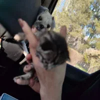 واگذاری بچه گربه رایگان