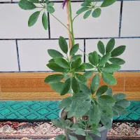 گل زیبای مناسب هدیه و دفتر کار و منزل|گل و گیاه طبیعی|فیروزآباد (فارس), |دیوار