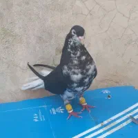 افشون