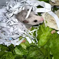 همستر|موش و خرگوش|گلستان (تهران), |دیوار