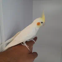 عروس هلندی دستی و سخنگو