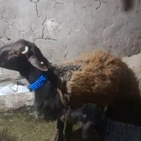 قوچ هترو