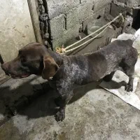 سگ توله شکاری|سگ|لاهیجان, طالقانی|دیوار