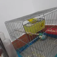 دوجفت مرغ عشق ساده و پشت پروانه ای|پرنده|جیرفت, |دیوار