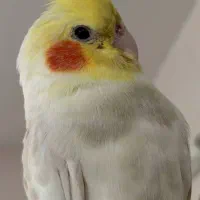 گمشده