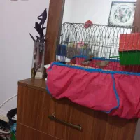 یک جفت فنچ نرو ماده|پرنده|دابودشت, |دیوار