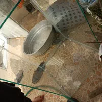 آکواریوم|ماهی|حمیدیا, |دیوار