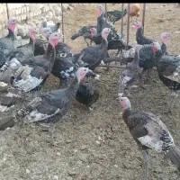 بوقلمون بومی نر و ماده