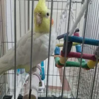 عروس بازی گوش